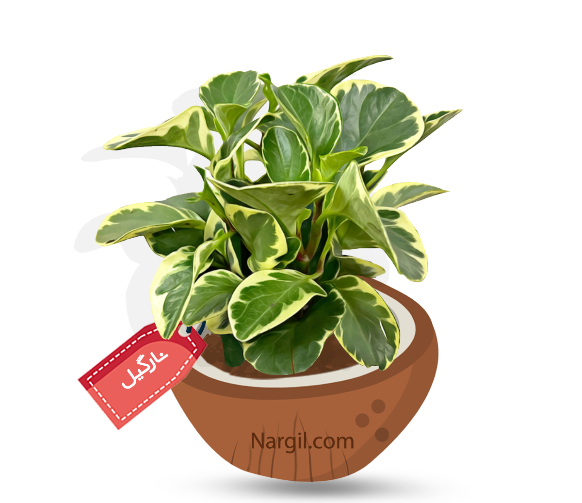  Nargil - Desert privet